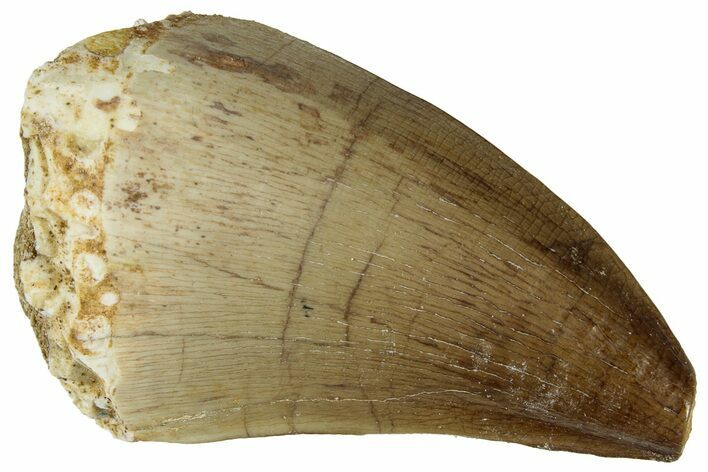 Fossil Mosasaur (Prognathodon) Tooth - Morocco #322632